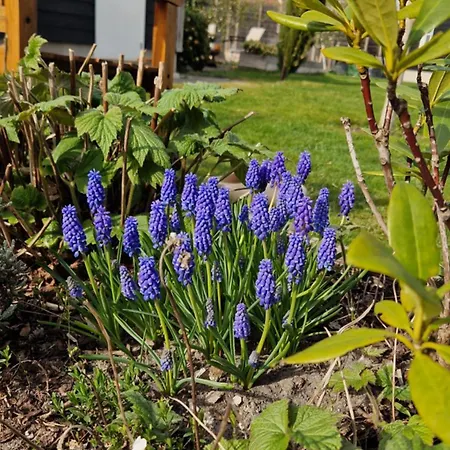 Bed and breakfast Donna Pijnacker