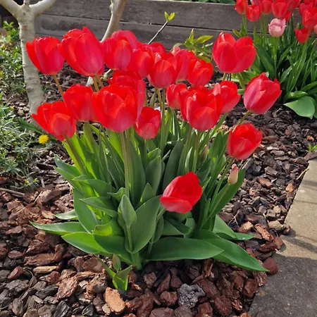 Donna Bed & Breakfast