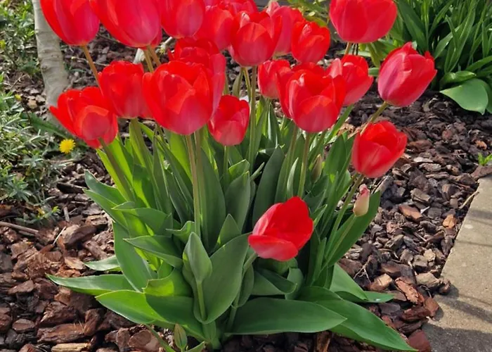 Bed En Brood Donna Couette-café