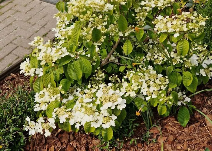 Donna Отель типа 